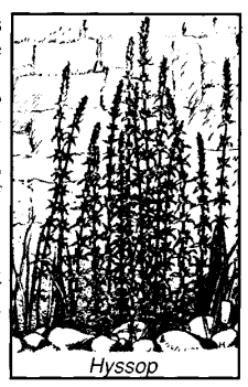 Hyssop