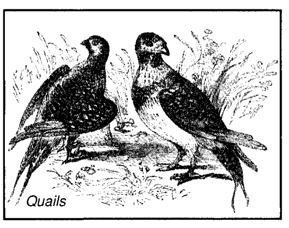 Quails