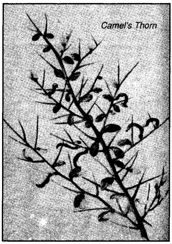 Camel's thorn