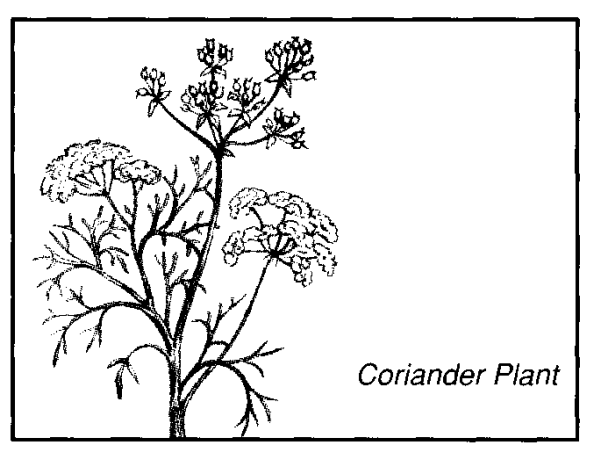 Corinander plant