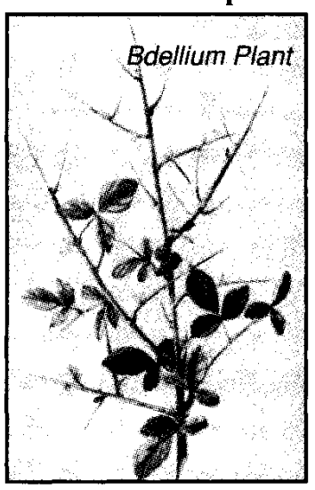 Bdellium plant