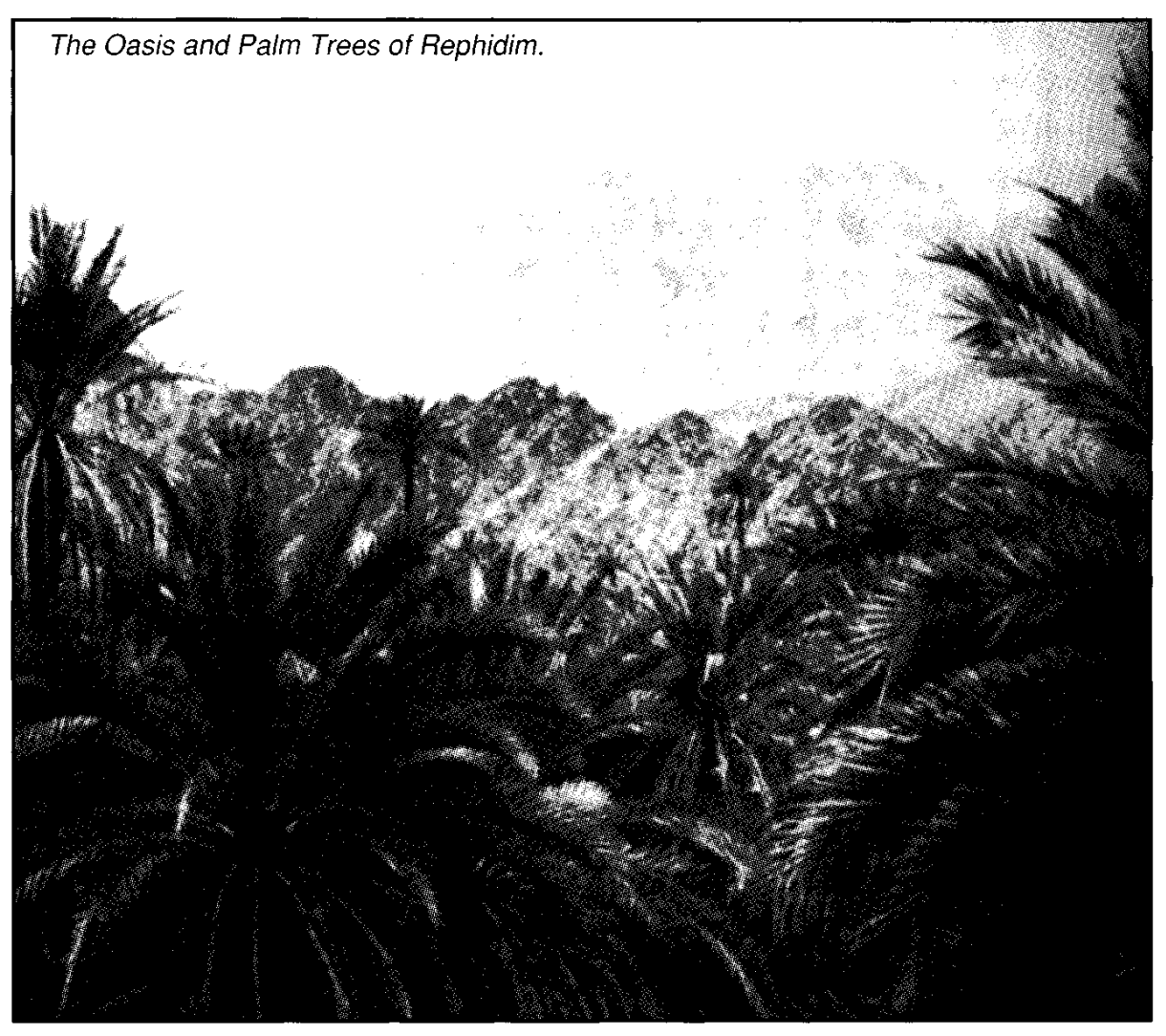 The Oasis and Palm Trees of Rephidim.