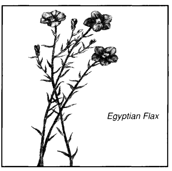 Egyptian flax