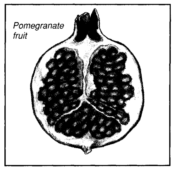 Pomegrate fruit
