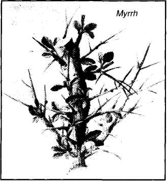 Myrrh