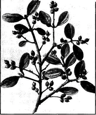 The Loranthus acacia is a thorny acacia with red, glowing berries believed by some tojfe&the "burning bush."