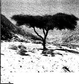 The bush burned with fire, and the bush was not consumed