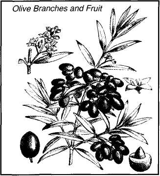 Olive Branches and Fruit