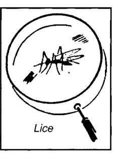 Lice