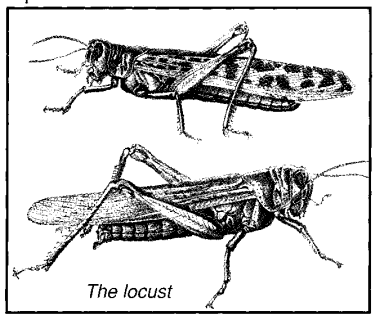 The locust