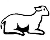 Lamb